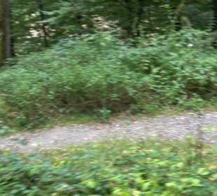 Altwege Rundwanderung Bebenhausen