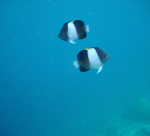 Nur zwei von ganz vielen 