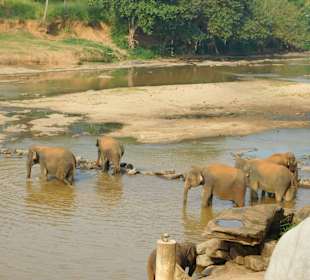 Elefantenwaisenhaus