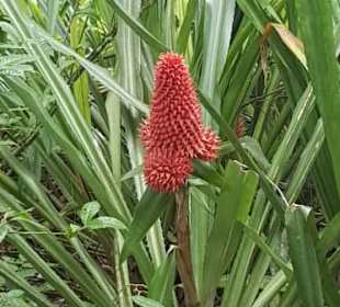 Fazinierende Pflanzenwelt