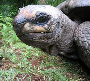 Riesenschildkröte Haller-Park