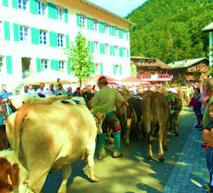 Alpabtrieb / Mellau / Vorarlberg Österreich 