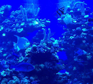 Palma Aquarium