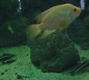 Tierpark Hellabrunn - Fische