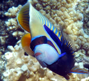 Imperator-Kaiserfisch