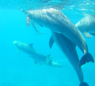 Eine Delfinfamilie