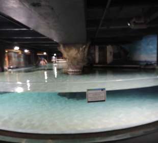 Im Aquarium