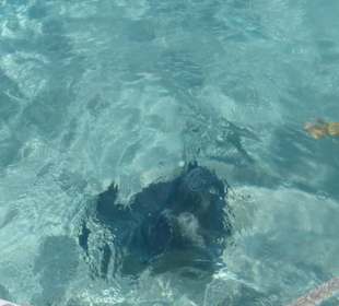 Die kommen wirklich ganz nah