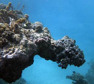 Bitte hilf mir kleiner Barsch