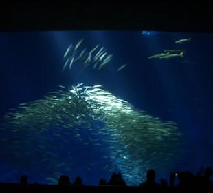 Monterey Bay  Aquarium