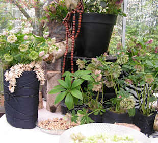 "Tulpen aus Amsterdam"