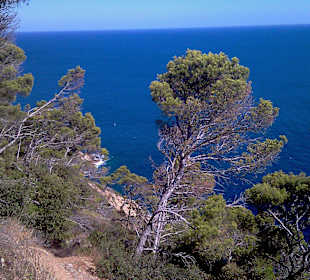 Traumblick zwischen Wald und Meer