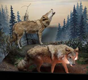 Vogel-und Jagdtierkunde