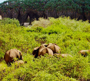 Tsavo East