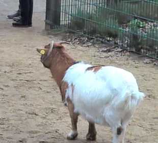 Ziege im Streichelzoo vom Schau-BAUER(n)HOF