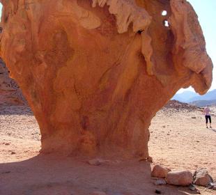 Ausflug mit Butchi (Mushroom)