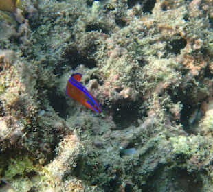 Unterwasserwelt Musandam