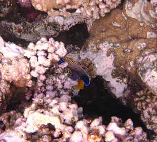 Fische vor dem Hausriff Hotel Tulip Resort