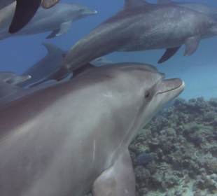 Einmalige Erlebnisse mit den Delfinen...