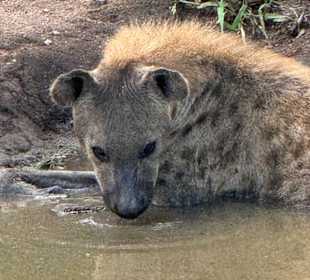 Safari Tour Timbavati