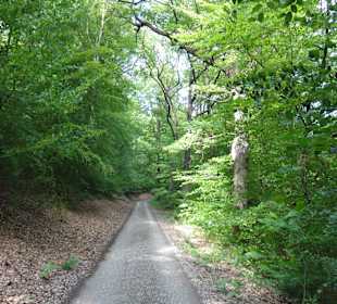 Der Waldweg zur Tillyschanze