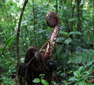 Nebelwald Santa Elena / Monteverde