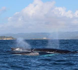 Whale watching in Samana