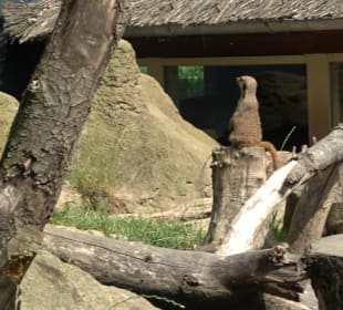 Zoo Heidelberg