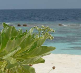 PicknickInsel Faandhoo