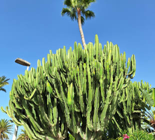 Stadtrundgang Playa del Ingles