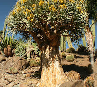 Köcherbaum, Aloe