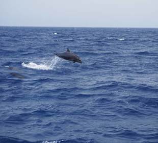 Delfin Tour Marsa Alam mit Morgenland Reisen