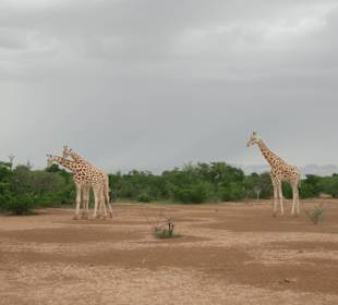Kouré Giraffenreservat