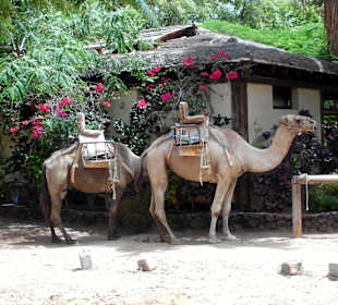 Oasis Park - Fuerteventura