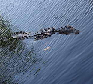 Krokodil