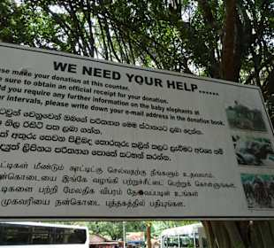 Elefantenreiten Sigiriya