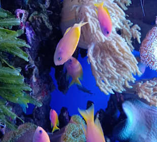 Ozeanarium Miedzyzdroje