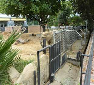 Afrikanischer Elefant 