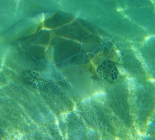 Schildkröte mit Putzerfisch