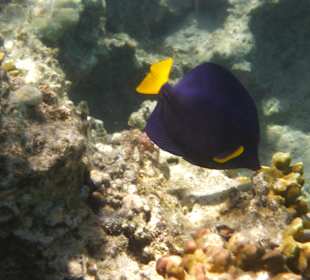 Kennen wir alle von Nemo