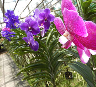 Orchideen der Sai Nam Phung Orchid Farm