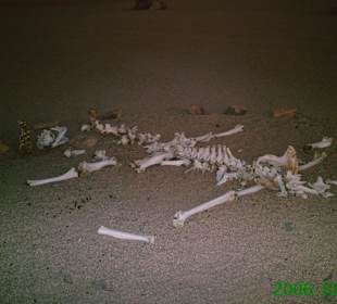 Totes Kamel in der Wüste