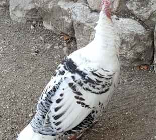 Aus dem Raritäten Zoo Ebbs