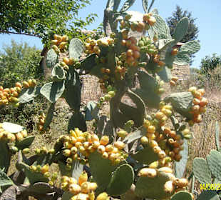 Kaktus Früchte - Türkische Viagra