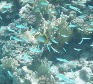 Fischsuppe, kleine Fusiliere nähe Wrack Sea Life