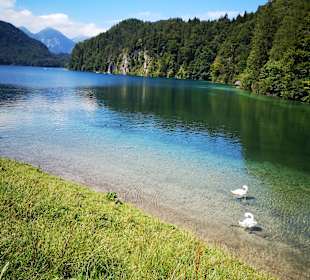Alpsee