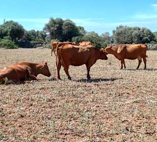 Weg zum Naveta des Tudons