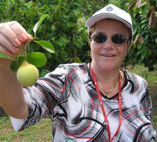 So sieht eine Muskatnuss aus!