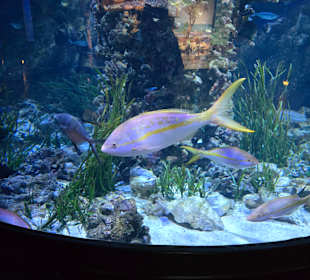 Aquarium hagenbeck, Begeisterung pur