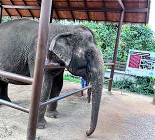 Elefant 
